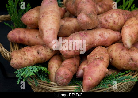 Solanum tuberosum 'Rosa Abete Apple' Potato Foto Stock