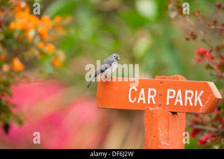 Bianco-eyed Slaty Flycatcher Melaenornis fischeri all'Ol Pajeta in Kenya , Africa Foto Stock