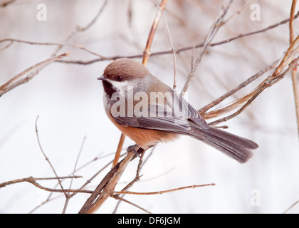 Un arroccato boreale Luisa (Poecile hudsonicus) d'inverno. Edmonton, Alberta, Canada. Foto Stock