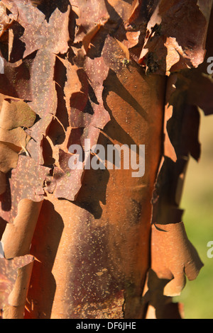 Corteccia di semi maturi betulla cercando weathered e traballante Foto Stock