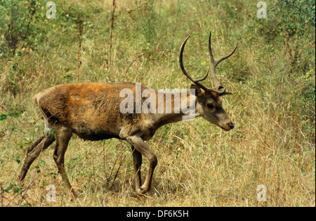 Cervo maschio a piedi Foto Stock