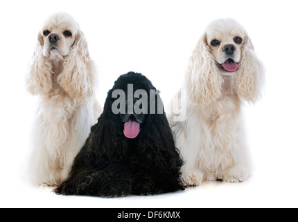 Tre american cocker spaniel davanti a uno sfondo bianco Foto Stock
