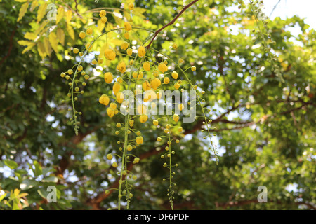 Fiori gialli di Maggiociondolo Indiano comprese germoglio di fiore con sfondo verde Foto Stock
