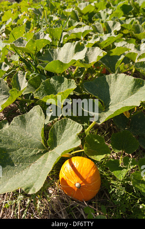 Zucca di maturazione di midollo in ultimi raggi di sole di estate maturazione del raccolto nascosto sotto una massa di foglie di protezione nel campo Foto Stock