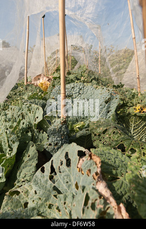 Riparto coltura su grande scala di brassica raccolto che viene preparato con le righe del vello protezione dal gelo il vento e il cavolo cappuccio fly Foto Stock