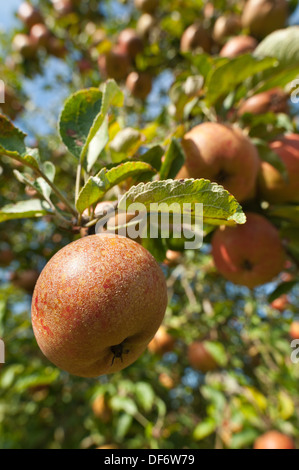 Coltivate Malus Cornish apple di maturazione pronti per essere raccolti per il raccolto autunnale Foto Stock