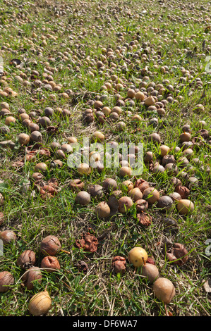 Mature cadono di mele nel frutteto che copre l'erba troppi per prelevare e sprechi di raccolto raccolto comincia ora a rot e la carie Foto Stock