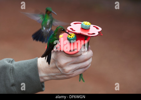 Donna mano-alimentando due colibrì da alimentatore in località di ecoturismo, Costa Rica Foto Stock