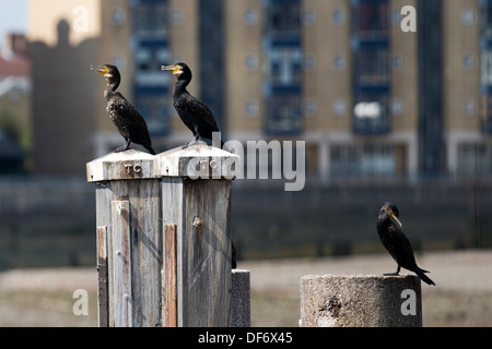 Cormorani in appoggio su pilastri nel fiume Thames, London, England, Regno Unito. Foto Stock