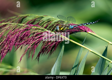 Hawker comune o Sedge Darner (Aeshna juncea), prua Creek Ecologia Park, Newham, Londra, Inghilterra, Regno Unito. Foto Stock