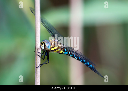 Hawker comune o Sedge Darner (Aeshna juncea), prua Creek Ecologia Park, Newham, Londra, Inghilterra, Regno Unito. Foto Stock