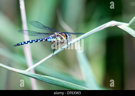 Hawker comune o Sedge Darner (Aeshna juncea), prua Creek Ecologia Park, Newham, Londra, Inghilterra, Regno Unito. Foto Stock