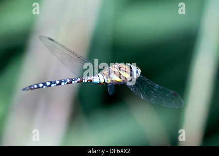 Hawker comune o Sedge Darner (Aeshna juncea), prua Creek Ecologia Park, Newham, Londra, Inghilterra, Regno Unito. Foto Stock
