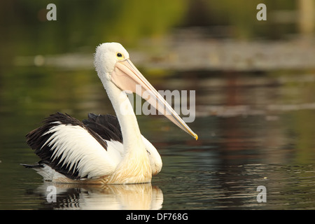 Pelican. Foto Stock