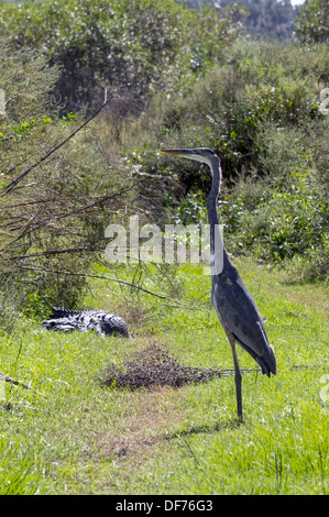 Airone blu (Ardea erodiade) e il coccodrillo americano (Alligator mississippiensis) sull'erba di Payne la Prairie wetland. Foto Stock