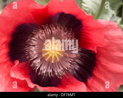 Una rosa, rosso e nero di papavero orientale ( Papaver orientale ) fiore centrale di testa dettaglio mostrante petali, pistillo e stami. Foto Stock