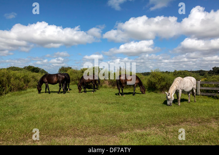 Florida Cracker spagnoli, Chickasaw Pony cavalli incinte mare bianco di pascolare su Paynes Prairie. Foto Stock