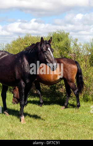 Florida Cracker spagnoli, Chickasaw Pony cavalli pascolano sui Paynes Prairie. Foto Stock