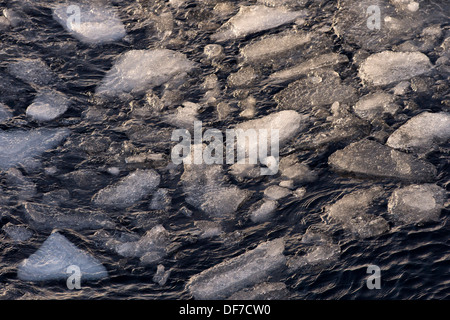 Ice floes, bordo della banchisa, Oceano Artico, isola Spitsbergen, arcipelago delle Svalbard Isole Svalbard e Jan Mayen, Norvegia Foto Stock