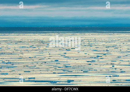 Il drifting floes ghiaccio sul bordo della banchisa, Oceano Artico, isola Spitsbergen, arcipelago delle Svalbard Isole Svalbard e Jan Mayen Foto Stock