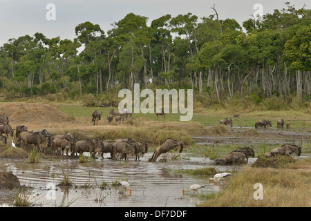 Gnu orientale (Connochaetes taurinus albojubatus) attraversando un foro per l'acqua piscina sul fiume di Mara nella grande migrazione Foto Stock