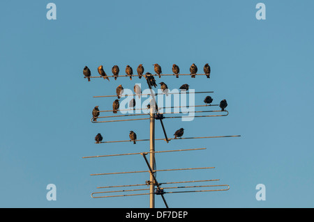 Per gli storni (Sturnus vulgaris) appollaiato su un aeriel, Henne Strand, Jutland, Danimarca Foto Stock