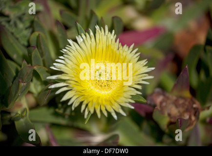 Impianto di ghiaccio, Hottentot Fig o Sour Fig (Carpobrotus edulis), Frutta commestibili impianto, distretto di Lisbona, Portogallo Foto Stock