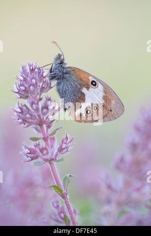 La brughiera di perla (Coenonympha arcania), Ústí nad Labem Regione, Repubblica Ceca Foto Stock