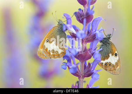 La brughiera di perla (Coenonympha arcania), Ústí nad Labem Regione, Repubblica Ceca Foto Stock