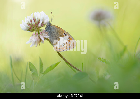 La brughiera di perla (Coenonympha arcania), Ústí nad Labem Regione, Repubblica Ceca Foto Stock