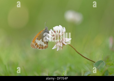 La brughiera di perla (Coenonympha arcania), Ústí nad Labem Regione, Repubblica Ceca Foto Stock