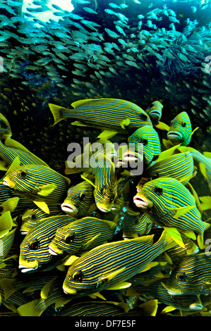 Ribboned Sweetlips (Plectorhinchus polytaenia) e uno sciame di pesci di vetro, Kri Island, Dampier Strait, Papua occidentale, in Indonesia Foto Stock