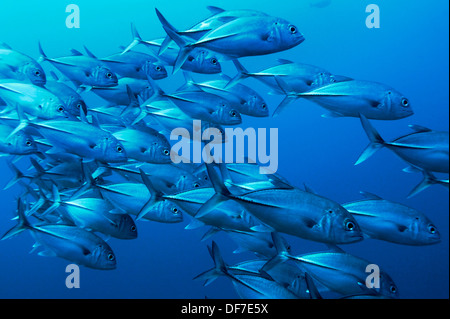 Nero-throated carangidi blu, Bar Jack o Blu-striped Cavalla (Caranx ruber), Raja Ampat, Papua occidentale, in Indonesia Foto Stock