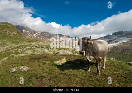 Grigio tirolese bovini sul Timmelsalm pascolo alpino, Alpi dello Stubai, Tirolo, Austria Foto Stock