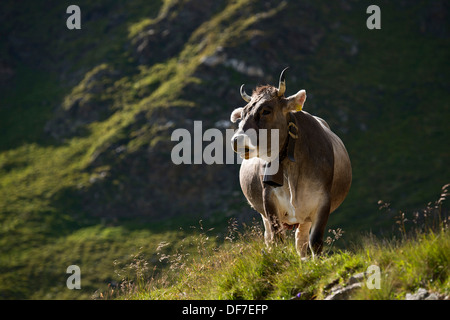 Grigio tirolese bovini sul Timmelsalm pascolo alpino, Alpi dello Stubai, Tirolo, Austria Foto Stock