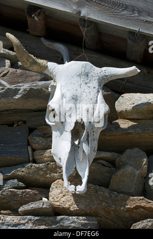 Il teschio di vacca su di una baita di montagna, Seewertal, Ötztaler Alpen, Alto Adige Provincia, Trentino-Alto Adige, Italia Foto Stock