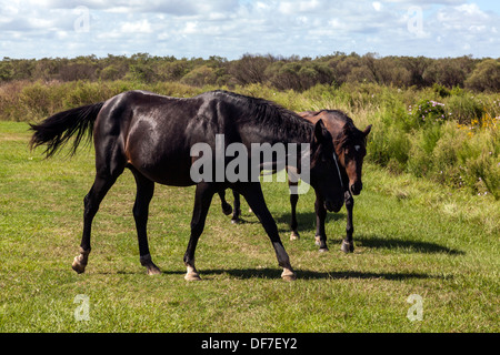 Florida Cracker spagnoli, Chickasaw Pony cavalli il roaming su Paynes Prairie. Foto Stock