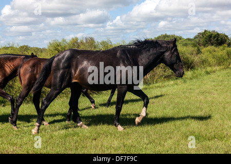 Florida Cracker spagnoli, Chickasaw Pony allevamento in roaming su Paynes Prairie. Foto Stock