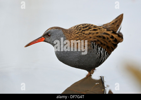 Acqua - Rail Rallus aquaticus con la riflessione Foto Stock