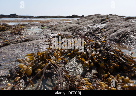 Spirale Wrack alghe marine Foto Stock