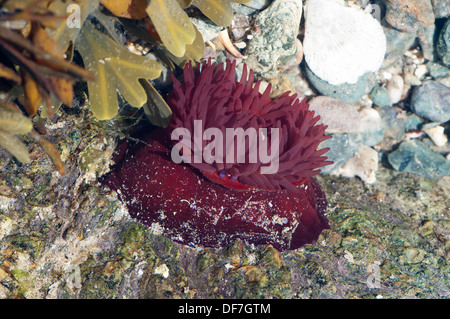 Anemone Beadlet Actinia equina Foto Stock