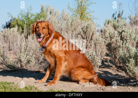 Il golden retriever seduti di fronte sagebrush Foto Stock