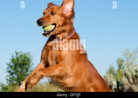 Il golden retriever cattura palla da tennis Foto Stock