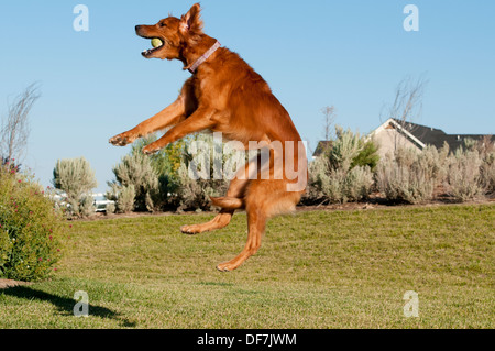 Il golden retriever cattura palla da tennis Foto Stock