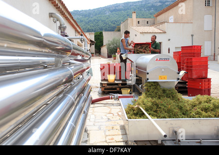 Vigneti vendemmia in Cassis, vini AOC Chateau de Fontcreuse. Foto Stock