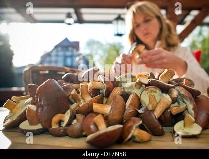Una donna che pulisce la sua baia bolete funghi che ha raccolto in una foresta in Briesen, Germania, 28 settembre 2013. Il bay bolete (lat: Boletus badius) è un fungo commestibile che si trovano nelle foreste in Europa e in America del Nord. Foto: PATRICK PLEUL (Modello rilasciato) Foto Stock