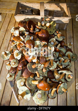 I funghi freschi - perlopiù bay boletes - raccolti in una foresta sono presentati su una terrazza in Sieversdorf, Germania, 28 settembre 2013. Il bay bolete (Boletus badius) è commestibile fungo pori. Foto: Patrick Pleul Foto Stock