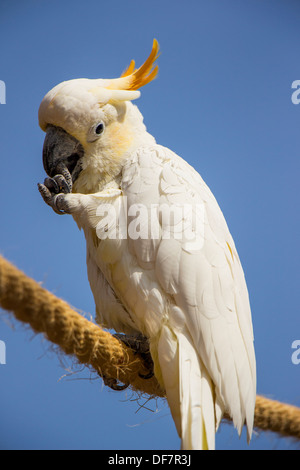 Citron Crested Cacatua arroccato su una fune alla pulizia le unghie Foto Stock