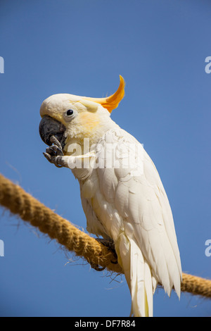 Citron Crested Cacatua arroccato su una fune alla pulizia le unghie Foto Stock