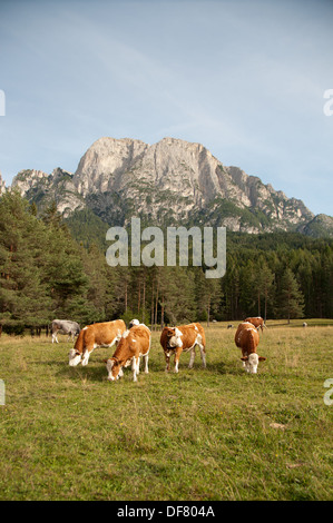 Giovani Simmentaler vacche da latte. Foto Stock